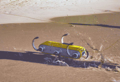 An Aqua robot walking on a beach